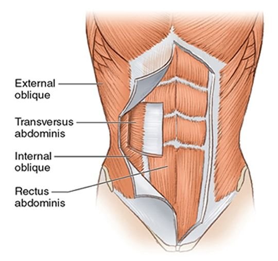 An anatomical illustration showing the muscles of the abdominal wall, including the external oblique, transversus abdominis, internal oblique, and rectus abdominis. This image helps to understand the structure of the core muscles targeted in ab workouts at the gym, supporting the question of how often to train abs effectively.